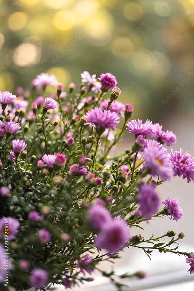 Obraz premium Close Up of Pink Aster Flowers in Warm Golden Sunlight