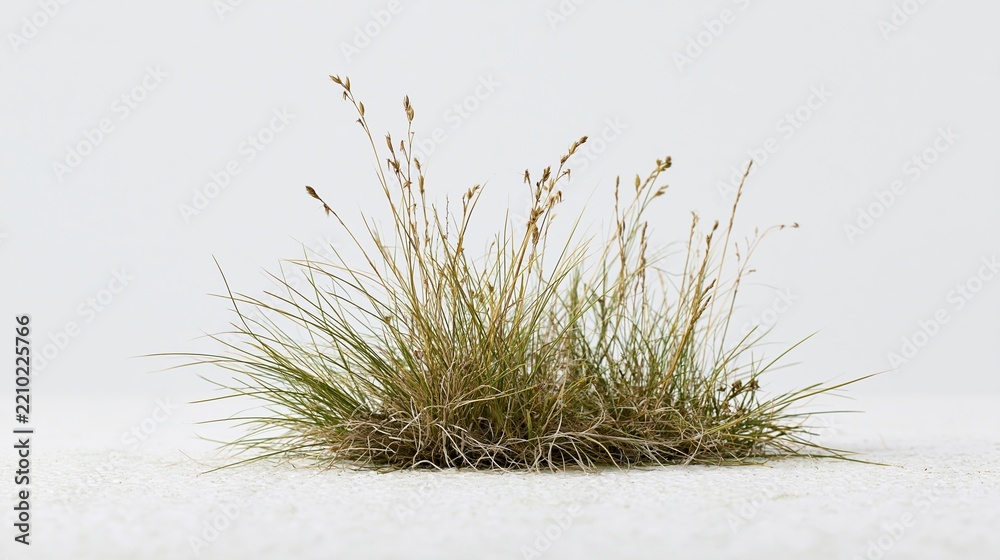 Obraz premium Small clump of wild grass with thin blades and seed heads on white surface