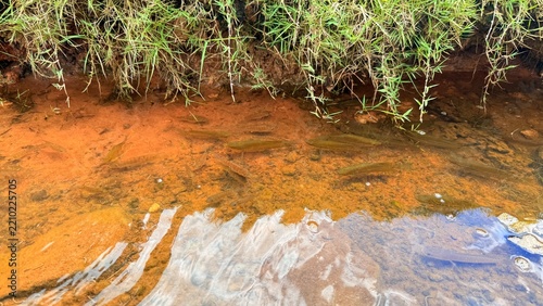 The Stream and the Small Fish
