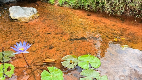 The Stream and the Small Fish