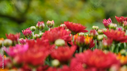 Red and orange chrysanthemums flowers in a sphere shape in autumn against a green background. Image with selective focus and copy space