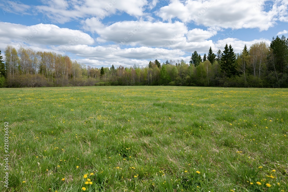 Obraz premium The Meadow Field Under a Bright Sky with Wildflowers and Distant Trees