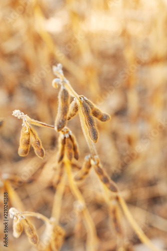 Close-up of Ripe Soybean Pods on the Plant, Agricultural Field View in Soft Natural Daylight