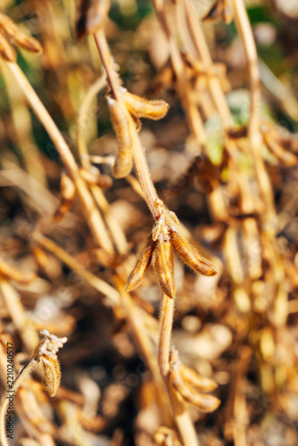 Close-up of Ripe Soybean Pods on the Plant, Agricultural Field View in Soft Natural Daylight