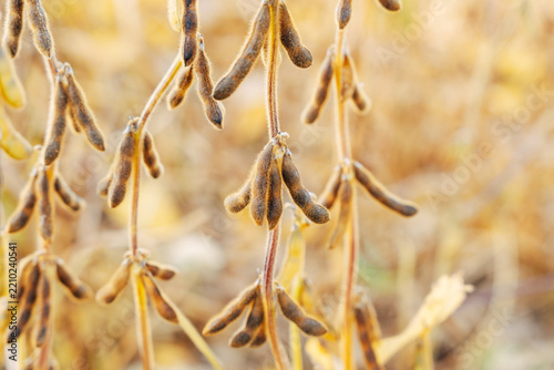 Close-up of Ripe Soybean Pods on the Plant, Agricultural Field View in Soft Natural Daylight