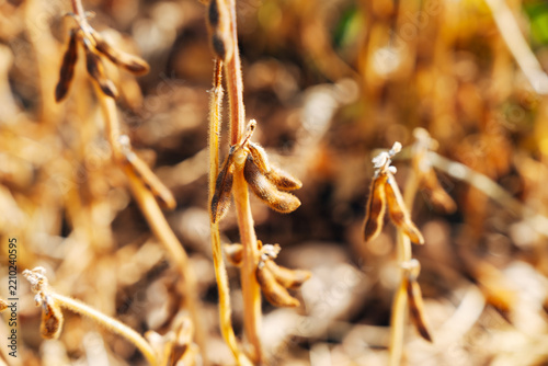 Close-up of Ripe Soybean Pods on the Plant, Agricultural Field View in Soft Natural Daylight
