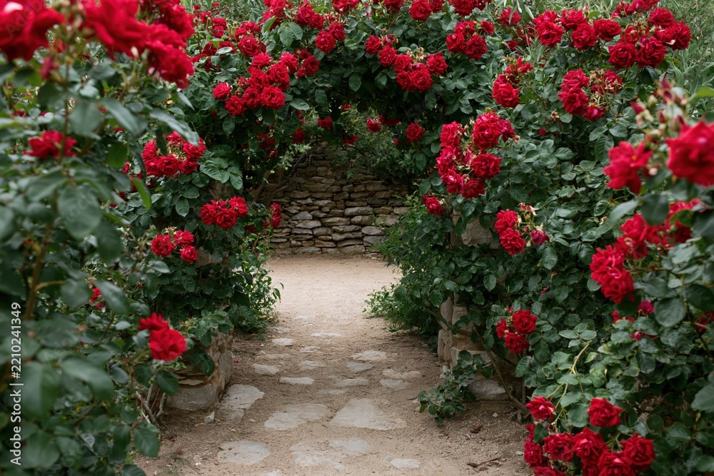 Fototapeta premium The Rose Archway Over a Stone Path Through a Lush Garden