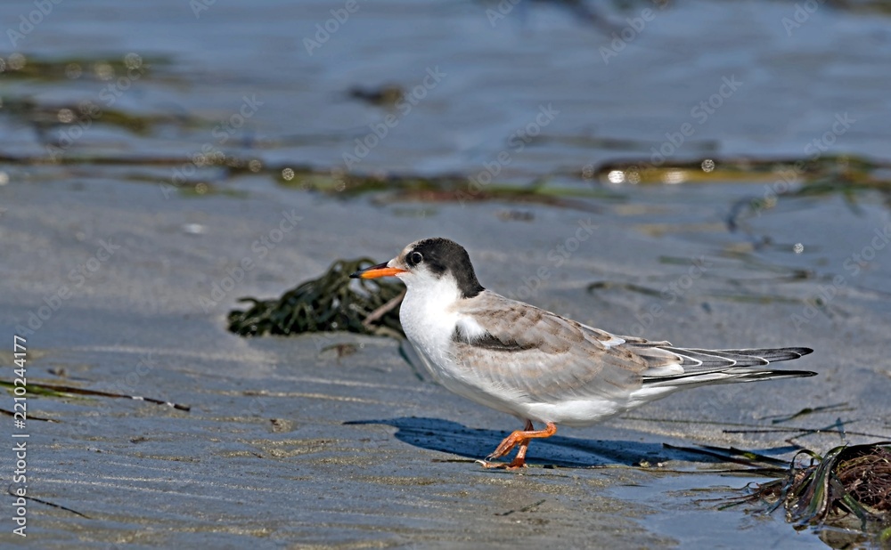 Fototapeta premium Juvenile Common Tern (Sterna hirundo), Greece