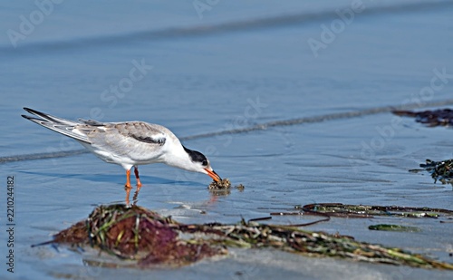 Juvenile Common Tern (Sterna hirundo), Greece