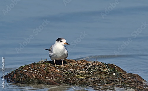 Juvenile Common Tern (Sterna hirundo), Greece