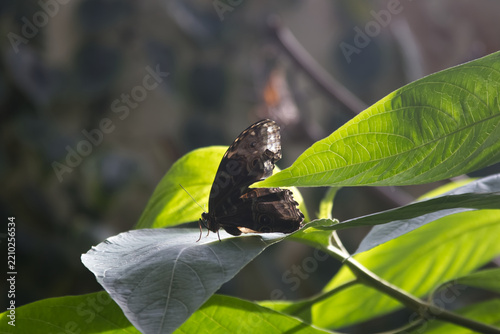 Owl butterfly sitting on vibrant green tropical plant leaf in sunlight