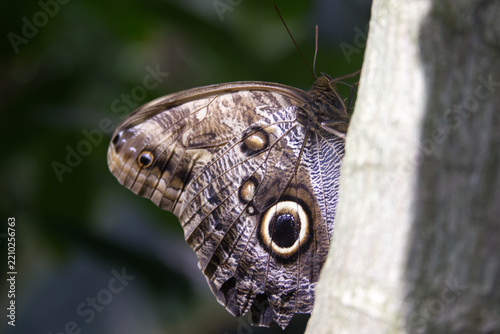 Owl butterfly peeking from behind tree trunk showing eye spot pattern