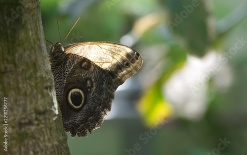 Owl butterfly sitting on tree trunk with backlit wings in tropical forest