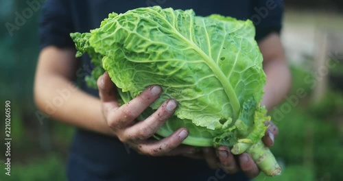 Young boy holding fresh organic cabbage at house garden during fall season - Harvesting, healthy food and teenager people concept - UGC content