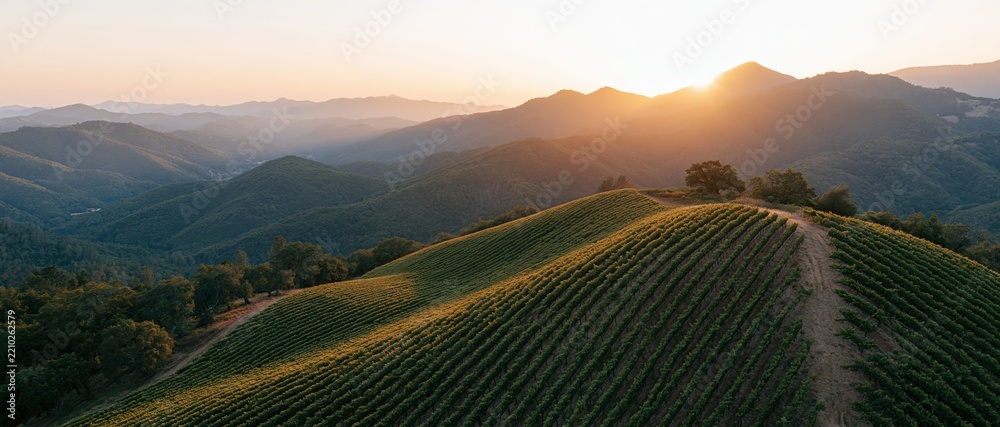 Obraz premium Aerial view of vineyard rows curving across rolling hills at sunset