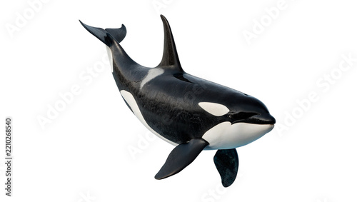 Majestic wild orca killer whale swimming predatory marine mammal isolated on transparent background