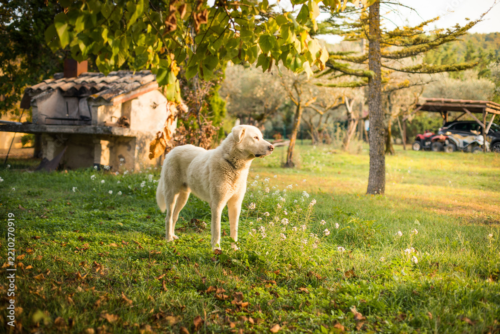 Obraz premium hund in der Abend sonne im garten