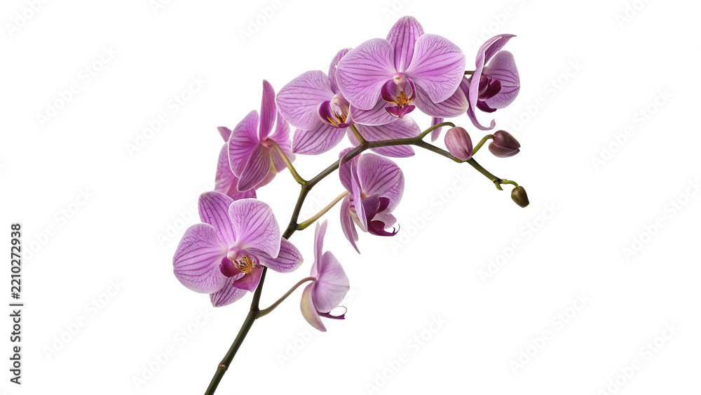 Fototapeta premium Beautiful blooming purple orchid flowers tropical flora decorative element isolated on transparent background