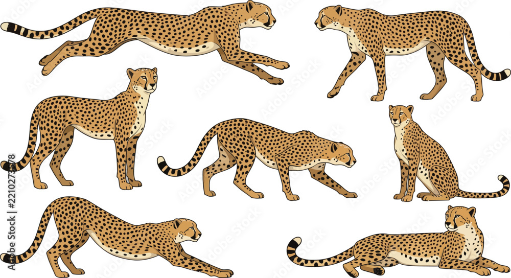 Obraz premium Cheetahs in various poses during natural light vector illustration abstract concept