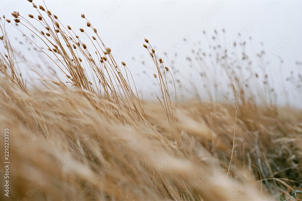 Obraz premium The Tall Grass Field Swaying in Morning Light and Wind