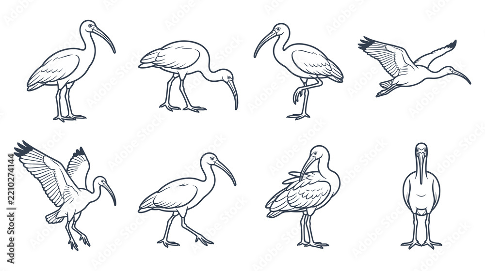 Obraz premium Ibis bird poses and flying actions line art illustration.
