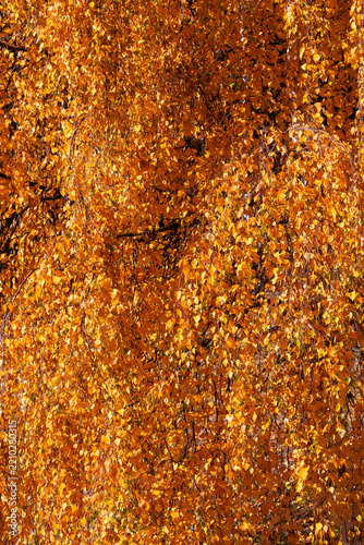 Vibrant autumn foliage in a mountain forest with colorful red, orange and yellow trees