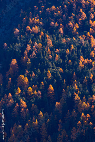 Vibrant autumn foliage in a mountain forest with colorful red, orange and yellow trees