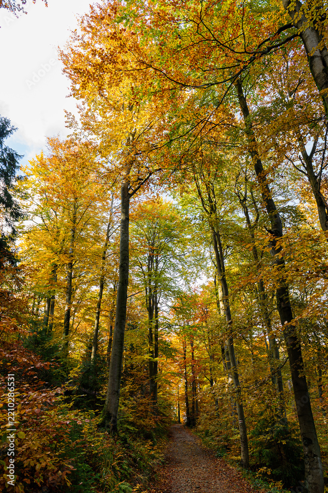 Fototapeta premium A narrow path covered with orange and brown fallen leaves cuts through dense forest filled with colorful autumn foliage. Tall trees with golden and green leaves create a cozy, serene tunnel effect.