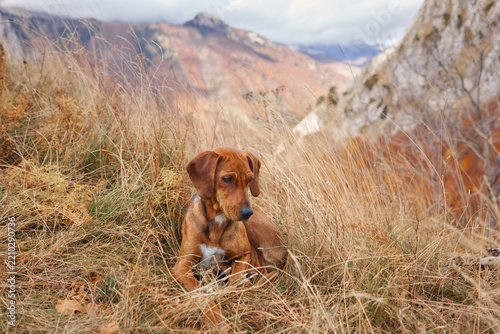 Montenegrin Mountain Hound dog rests in dry grass during a fall mountain hike. Rocky slopes and colorful seasonal scenery surround the hunting dog outdoors.