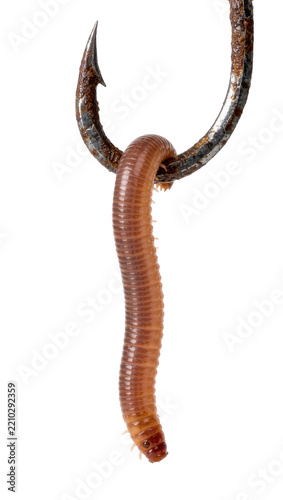 Rusty metal fishing hook impaling a segmented brown earthworm, isolated on transparent background