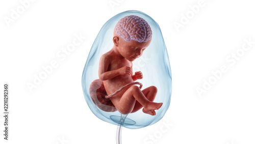Human fetus with developed brain inside amniotic sac, isolated on transparent background