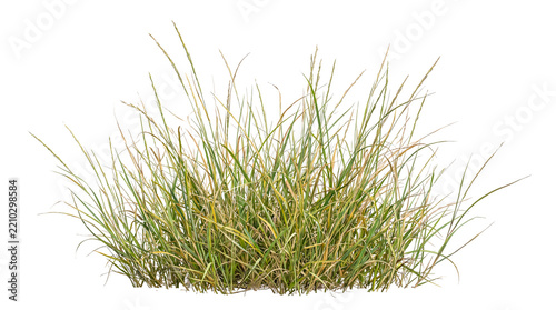 Clump of green and brown grass with dry blades on transparent