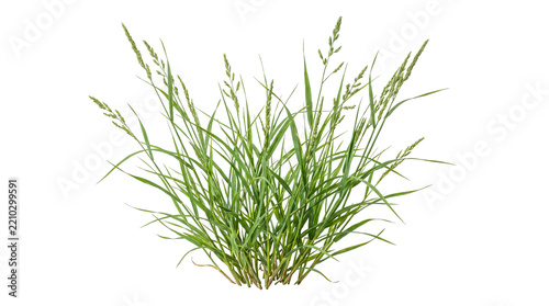 Very dense tall green grass with numerous mature seed heads, isolated