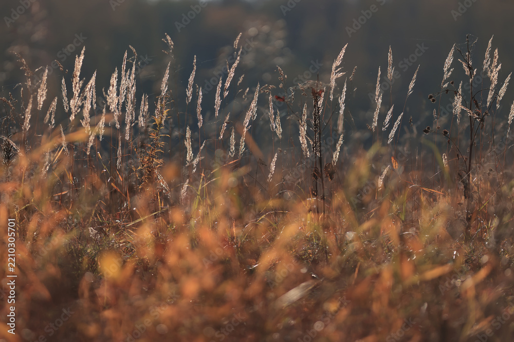 Obraz premium Autumn nature view, dry grass on a sunny day, the background of the outgoing season in warm tones