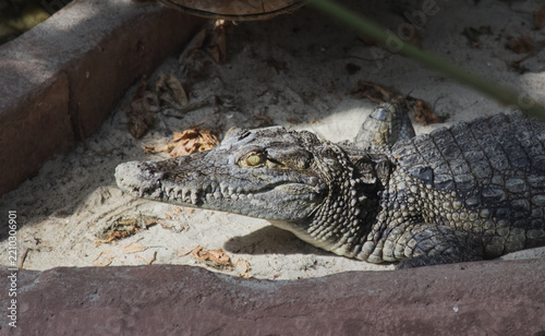 Crocodile resting on sand in zoo enclosure close up banner