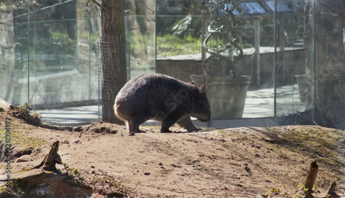 Bare nosed wombat walking in zoo enclosure in daylight