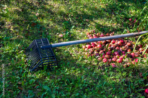 A black metal garden rake lying on green grass beside a pile of gathered windfall apples, a top down record of autumn gathering, orchard work and seasonal rest for a cottage smallholding