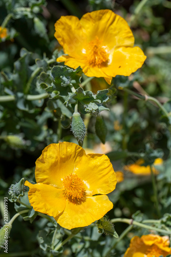 Yellow horned poppy or Glaucium flavum Crantz. Floral background.