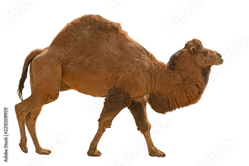 A full-body shot of a brown humped camel walking on an isolated profile against a transparent background.