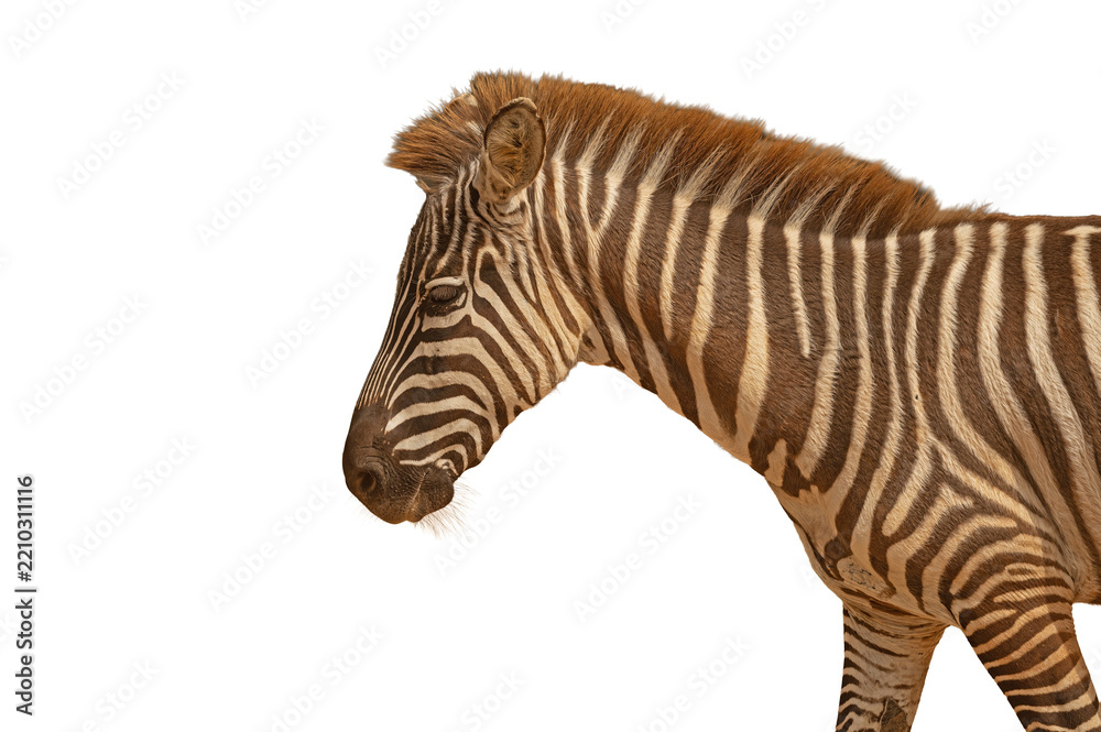 Obraz premium A portrait of a young zebra’s head and neck, featuring an isolated striped pattern on a transparent background.