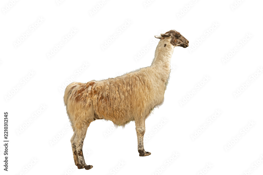 Obraz premium A full-body shot of a tall, light-colored, fluffy llama or alpaca standing alone against a transparent background. Llama glama.