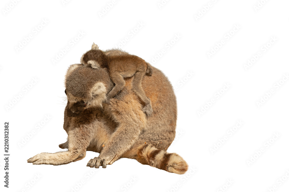 Obraz premium A mother lemur carrying her baby on her back, isolated against a transparent background; Madagascar wildlife. Lemur catta