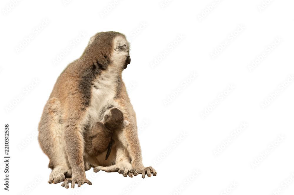 Obraz premium A mother lemur holding her baby in her arms, isolated on a transparent surface; she belongs to the primate family.