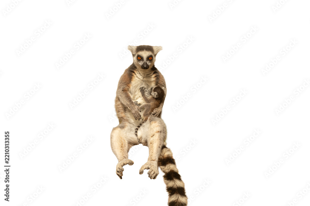 Obraz premium Front view of a female ring-tailed lemur (Lemur catta) carrying her baby in her arms, isolated against a transparent background.