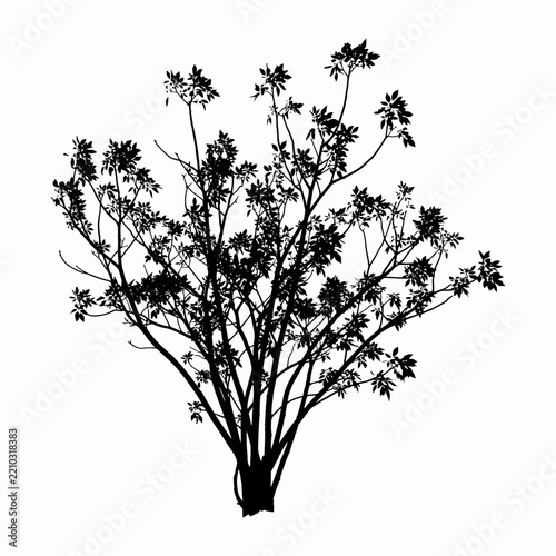 Tree silhouette against a white background detailed foliage and branches