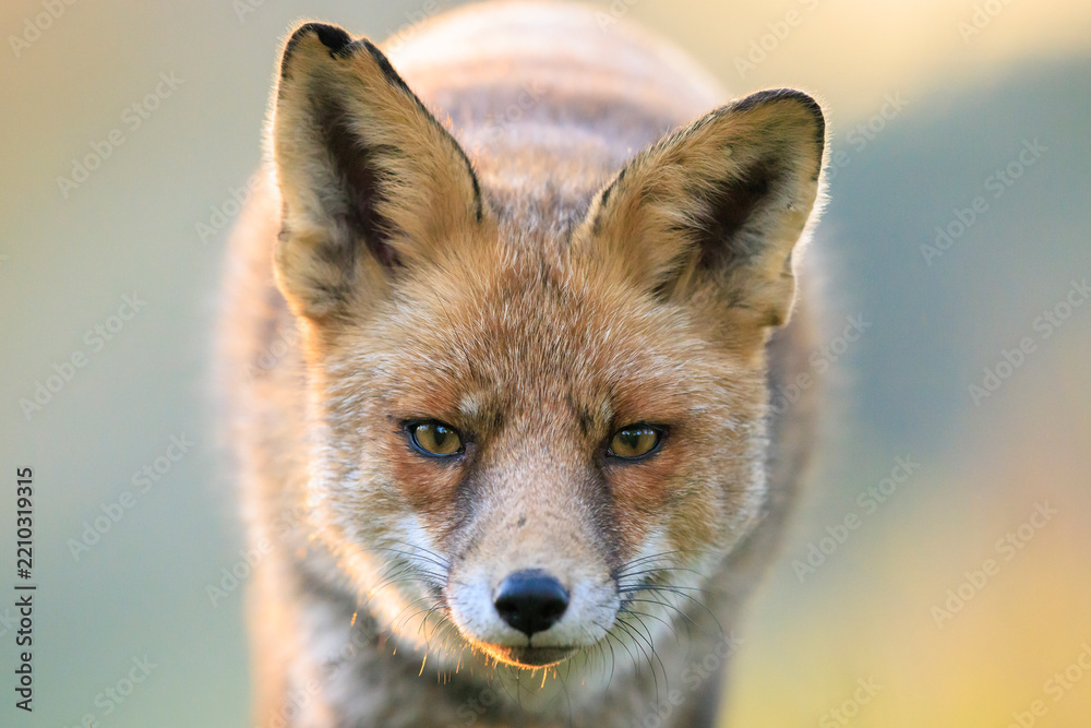 Obraz premium Wild red fox, vulpes vulpes, foraging in a meadow
