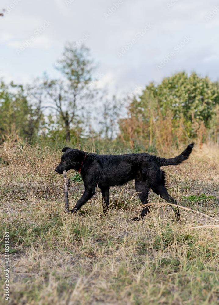 Obraz premium Playful black dog carrying a big wooden stick in its mouth during an outdoor walk.