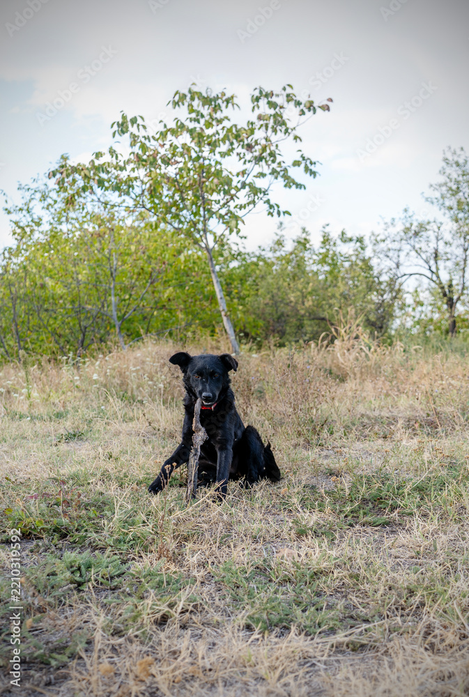 Obraz premium Playful black dog sitting on the grass and chewing a wooden stick.