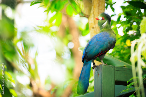 White-cheeked Turaco Tauraco leucotis