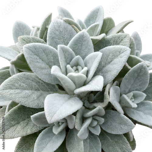 Closeup of Green Succulent Agave Leaves with Natural Water Texture and Abstract Foliage Pattern in Garden Nature Background